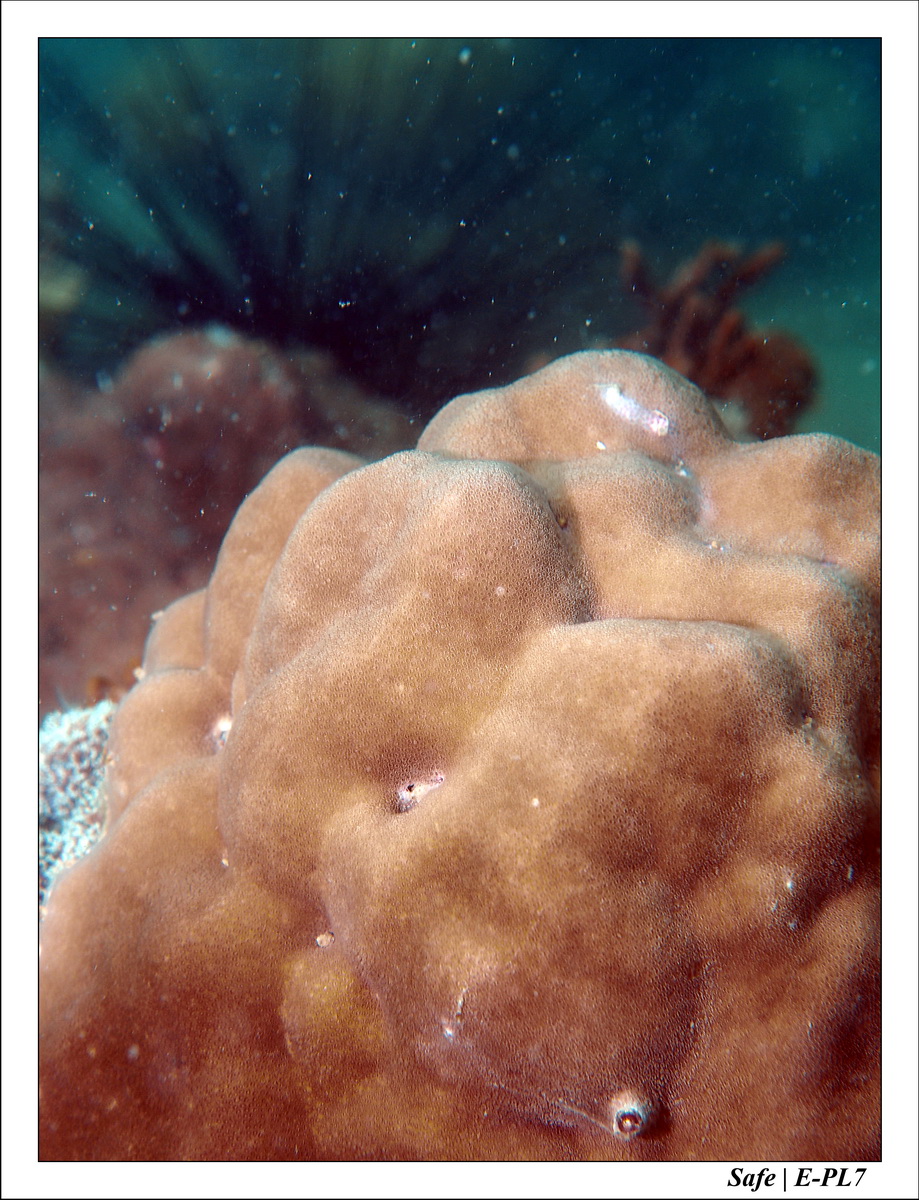 2018 - 08 - Pulau Besar - 16